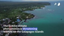 Return of El Niño spells trouble for wildlife in Galapagos Islands