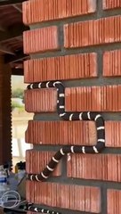 Jouer à Snake dans la vraie vie