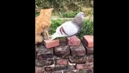 Un chat et un pigeon jouent ensemble