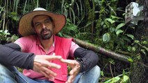 La reconciliación entre los caficultores y el oso de anteojos en Colombia