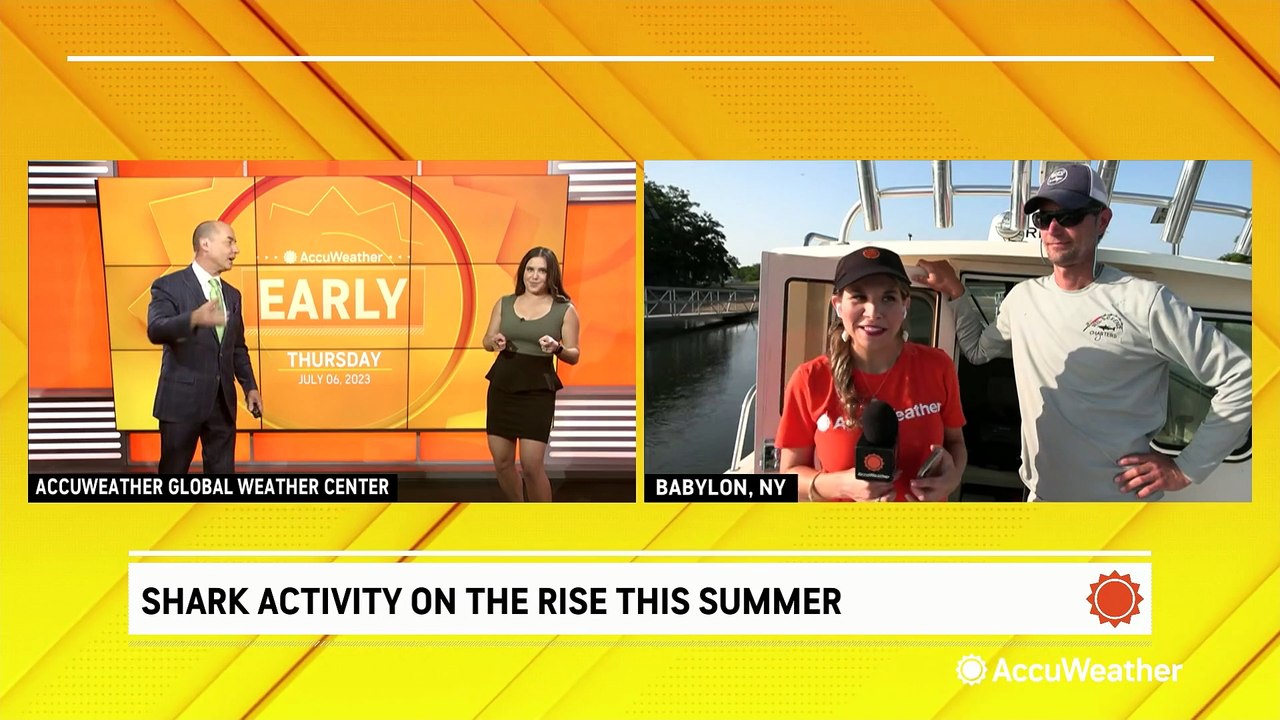 Increase of shark attack this summer