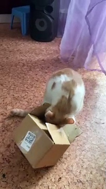 Big Cat Tries to Fit Into a Small Box