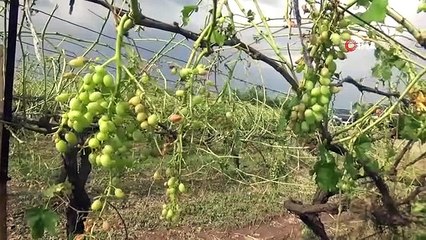 Manisa'yı dolu vurdu, tarım arazileri zarar gördü