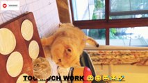 Too much work Cook and feed human The Growing Popularity of funny cat memes   @inspiresemotions #ins