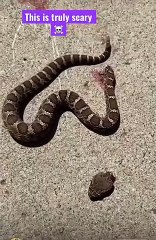 Kesik başıyla kendini ısıran yılan