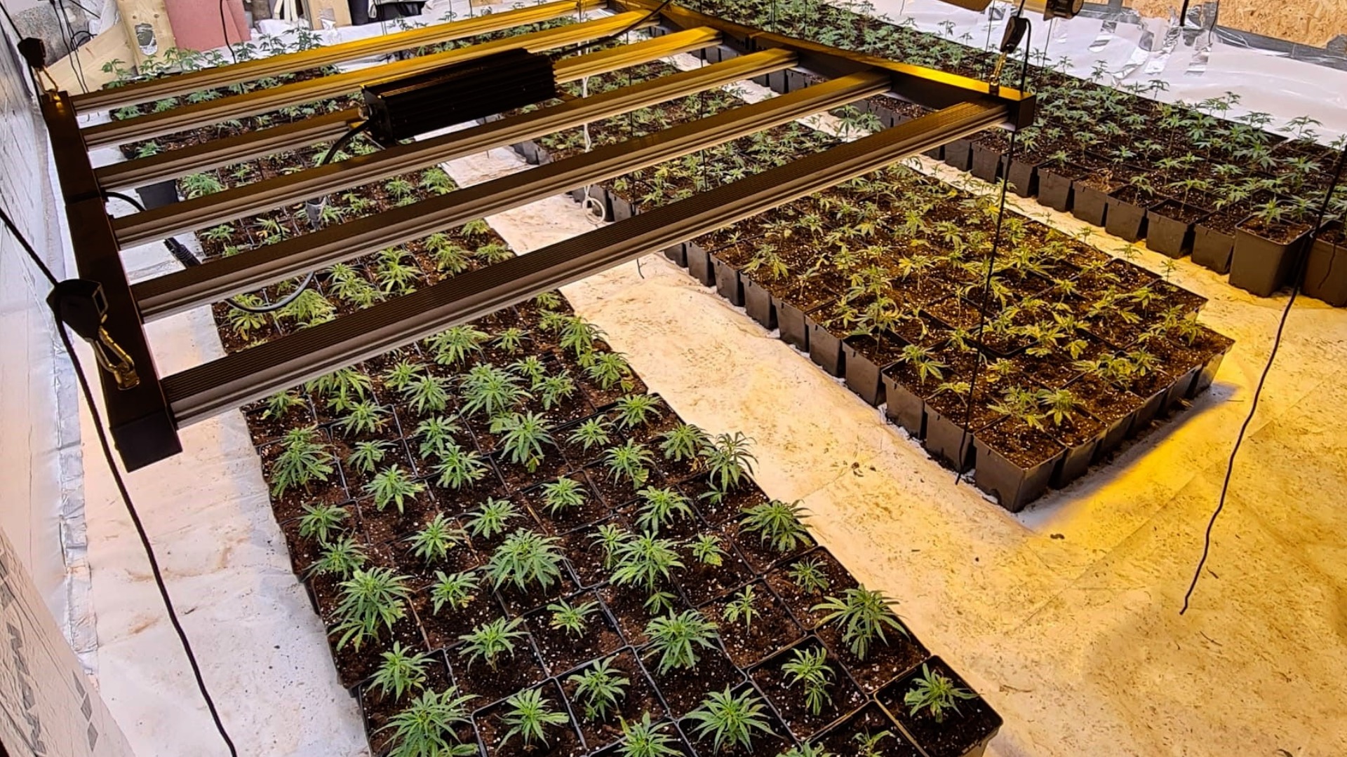 Kent Police seized £3.5 million worth of cannabis in June
