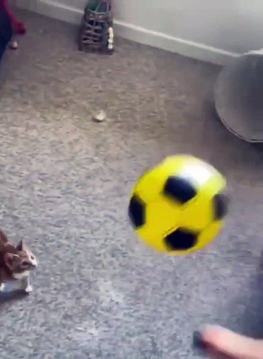 Chaton joue avec un ballon de foot