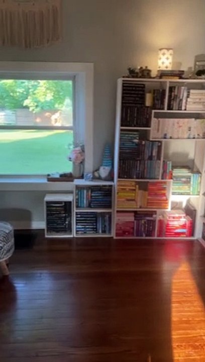 Deaf Cat Rides Robot Vacuum