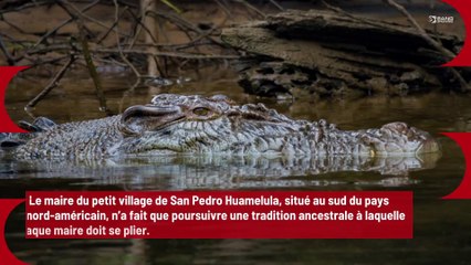 Un maire se marie avec une femelle crocodile !
