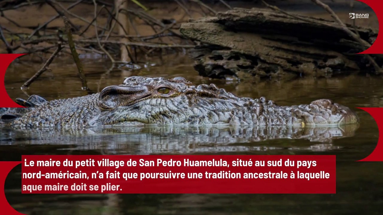 Un maire se marie avec une femelle crocodile !