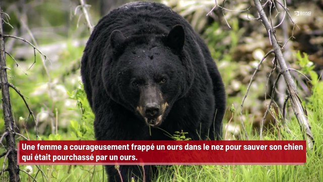 'Voir un ours d'aussi près était un peu déconcertant.' : Une femme frappe un ours dans le nez pour sauver son chien