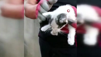 Les pompiers ont sauvé des chatons sous les décombres