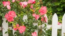 How to Choose the Right Types of Roses for a Gorgeous Garden