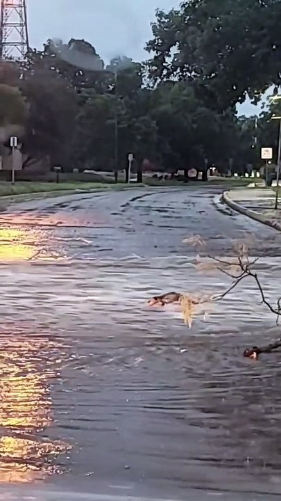Opossum Makes Its Way Upriver