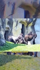 Le gorille à dos argenté DOMINE son groupe 