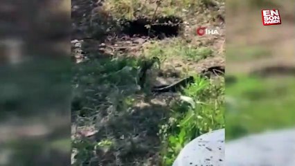 Elazığ’da yılanlar bir evi mesken tuttu