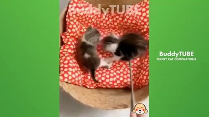 Cats can be amusing and entertaining pets FA#512 #cat #animals #catvideos #  @animalfunnyworld21