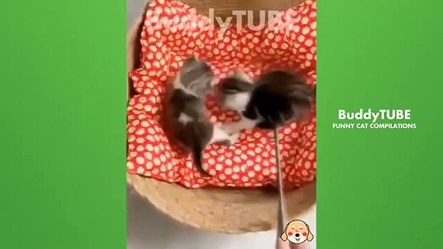 Cats can be amusing and entertaining pets FA#512 #cat #animals #catvideos # @animalfunnyworld21
