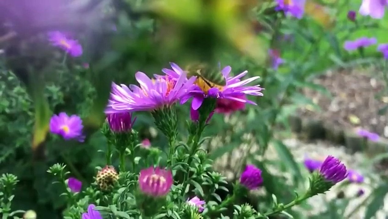 Abeilles tueuses VS abeilles fragiles - ZAPPING SAUVAGE