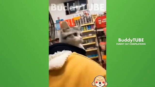 Chats drôles Chiens - Animaux droles 257#cat#cats #happydog#@animalfunnyworld21