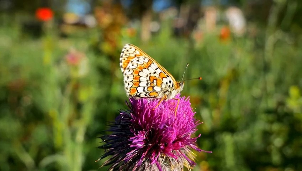 Papillon ailes fleurs