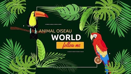 Combat de rhinocérosThe sound of a baby cat calling its mother@animalfunnyworld21