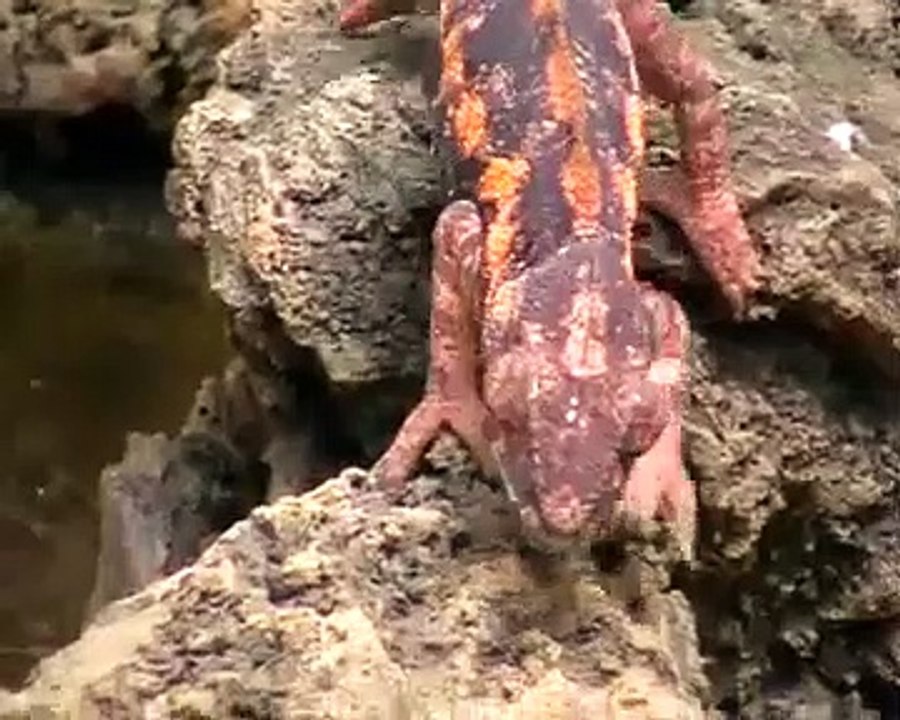 Chameleon Changing Color - Best Of Chameleons Changing Colors Compilation @animalfunnyworld21