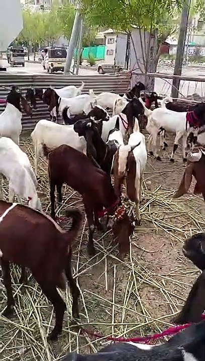 New goats