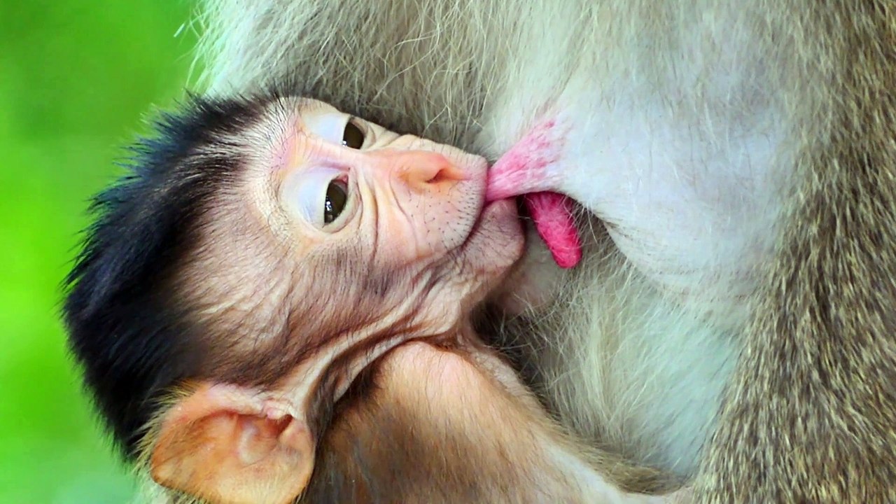 Very Nice Video of Breastfeeding...Sweetly The Chubby Newborn Baby Monkey Getting Breastfeed(1080P_HD)