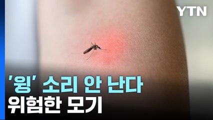 수도권 '말라리아' 확산...'윙' 소리 안 나는 모기 주의 [앵커리포트] / YTN