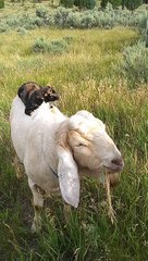 Kitty Gives Goat a Back Rub