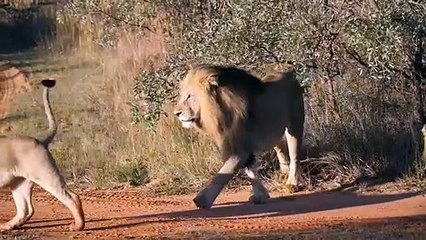 Lions Fight against the Buffalo, then the Lions face the Hippopotamus
