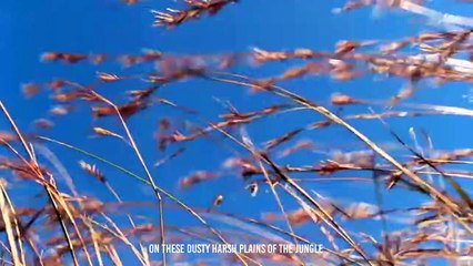 Mother Gazelle Defending Her Newborn Against An Eagle