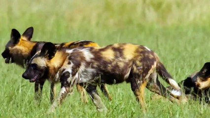 The Hippo Tried to Save the Antelope From Wild Dogs but Instead Gave them Free Prey