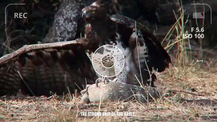 The Eagle Tears The Heron And Eat Him Alive