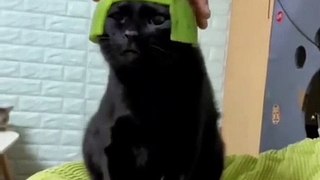 Funny Animal Videos 2022 - Best Dogs And Cats Videos