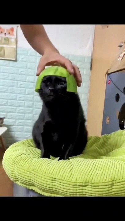 Funny Animal Videos 2022 - Best Dogs And Cats Videos