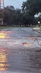Opossum Makes Its Way Upriver