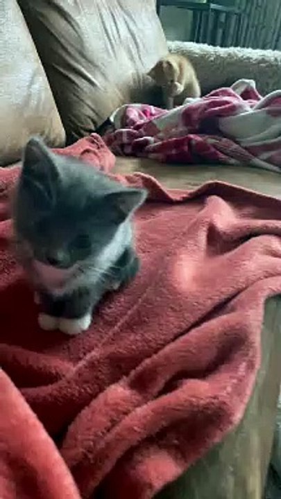 Kitten Sneak Attack