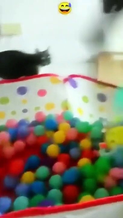 Funny Animal Videos 2022  Best Dogs And Cats Videos