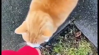 Funny Animal Videos 2022  Best Dogs And Cats Videos