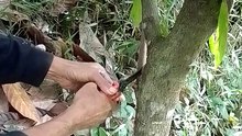CACAO Sanitation includes Pruning and Sleeving