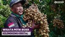 Asyiknya Berkunjung ke Wisata Petik Buah Kelengkeng Kristal di Lumajang