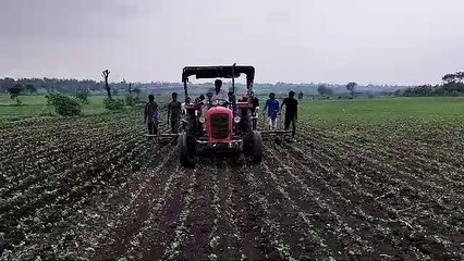 खेती: कई इलाकों में अभी अंतिम बुवाई का दौर जारी