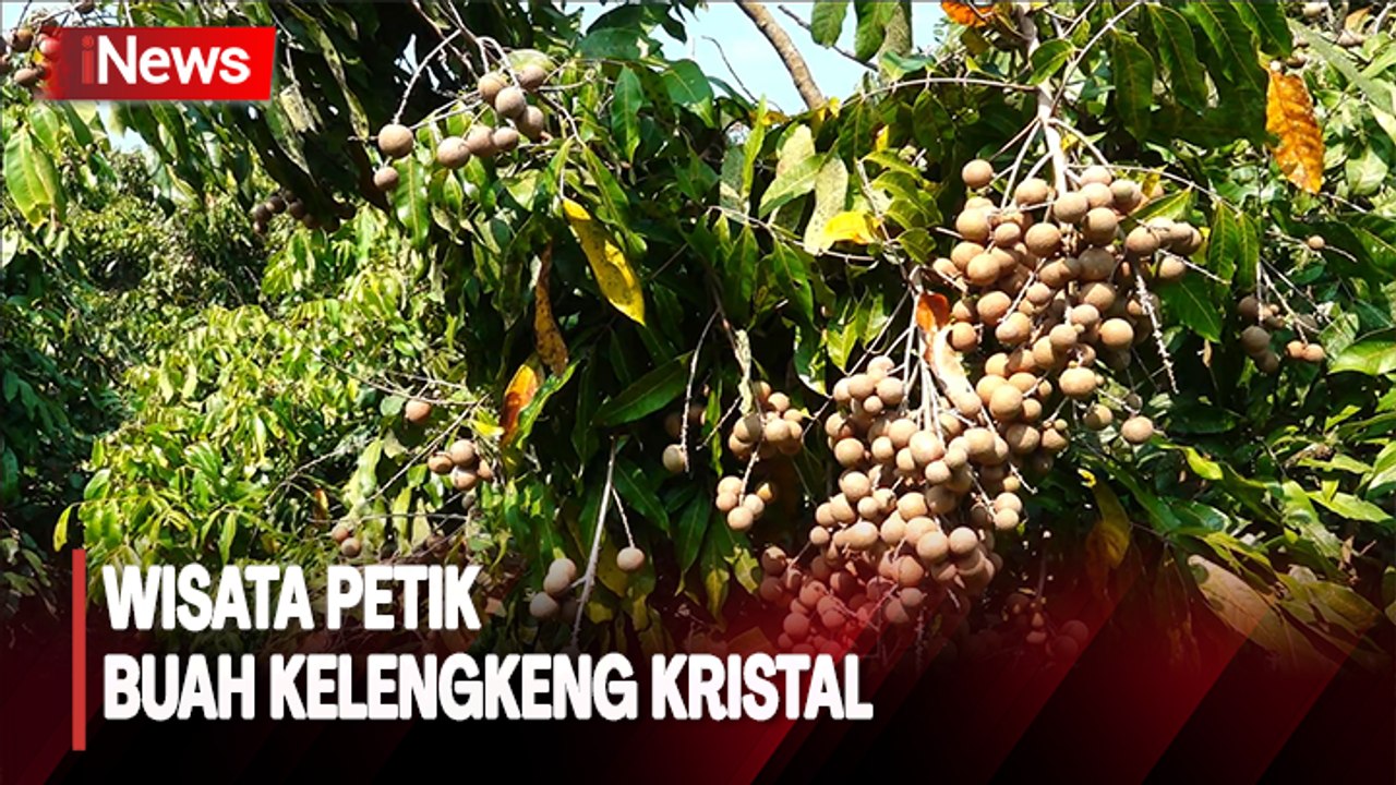 Destinasi Wisata Petik Buah Kelengkeng Kristal di Lumajang