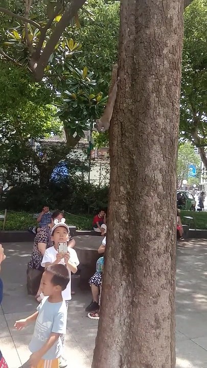 Incroyable! Soyez témoin de la rencontre magique - écureuils et pigeons au milieu de la beauté du lac de l'ouest de Hangzhou en Chine 見證奇幻邂逅—杭州西湖美景中的松鼠與鴿子