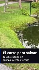 Momento en que un caimán corre para atacar a un pescador