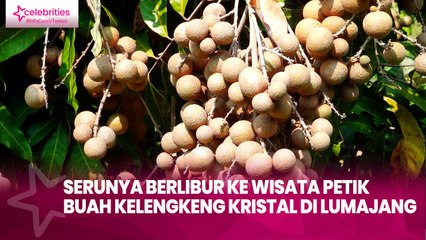 Serunya Berlibur ke Wisata Petik Buah Kelengkeng Kristal di Lumajang