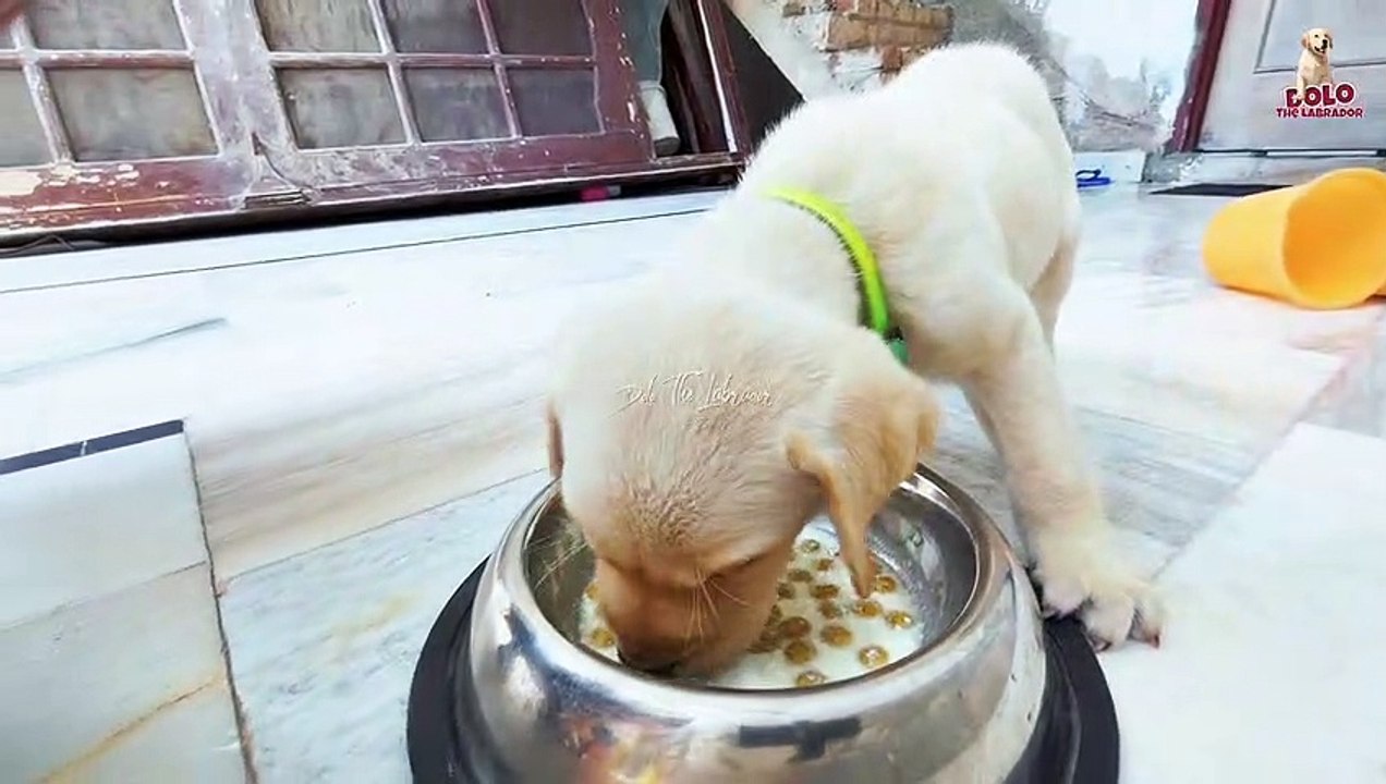 "Labrador Feeding || What to Feed Your Beloved Labrador Retriever || Dolo The Labrador  #02