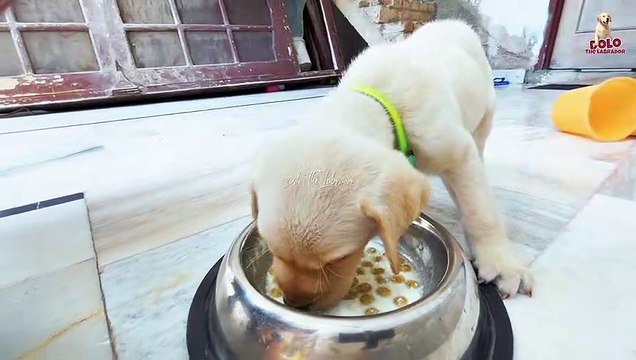 Labrador Feeding || What to Feed Your Beloved Labrador Retriever || Dolo The Labrador #02
